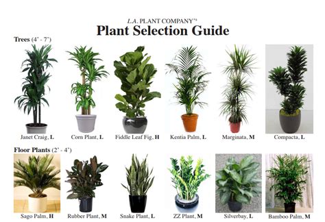 公司裏栽啥植物好？多重視角看植物與辦公環境的共融關係